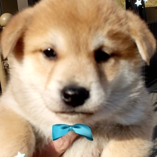 個体番号：02-30　かぁちゃん柴？