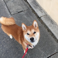 コロ