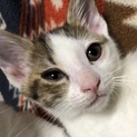 可愛い子猫ちゃんです。