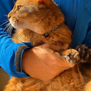 賢くスリゴロなソマリー君