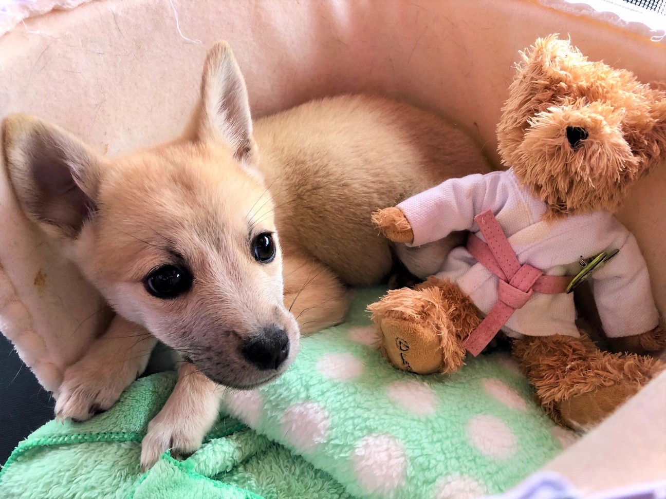 もしよければ ぼくを養っ 東京都 犬の里親募集 2976 ペットのおうち 月間利用者150万人