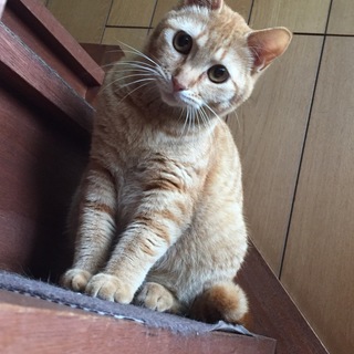 元気でやんちゃで甘えん坊な茶トラです