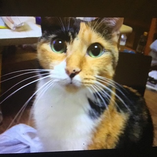 人間と遊ぶの大好き！