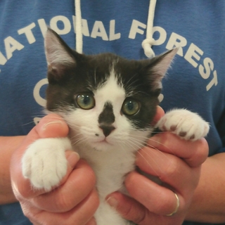 ゴロゴログルグル可愛い黒白くん♪