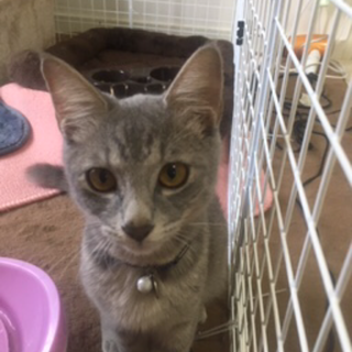 人懐こい八ヶ月程の男の子です！