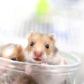 カラーハムスターの里親募集