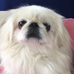 「厄年　」サムネイル2