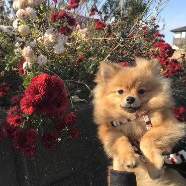 お散歩大好き！