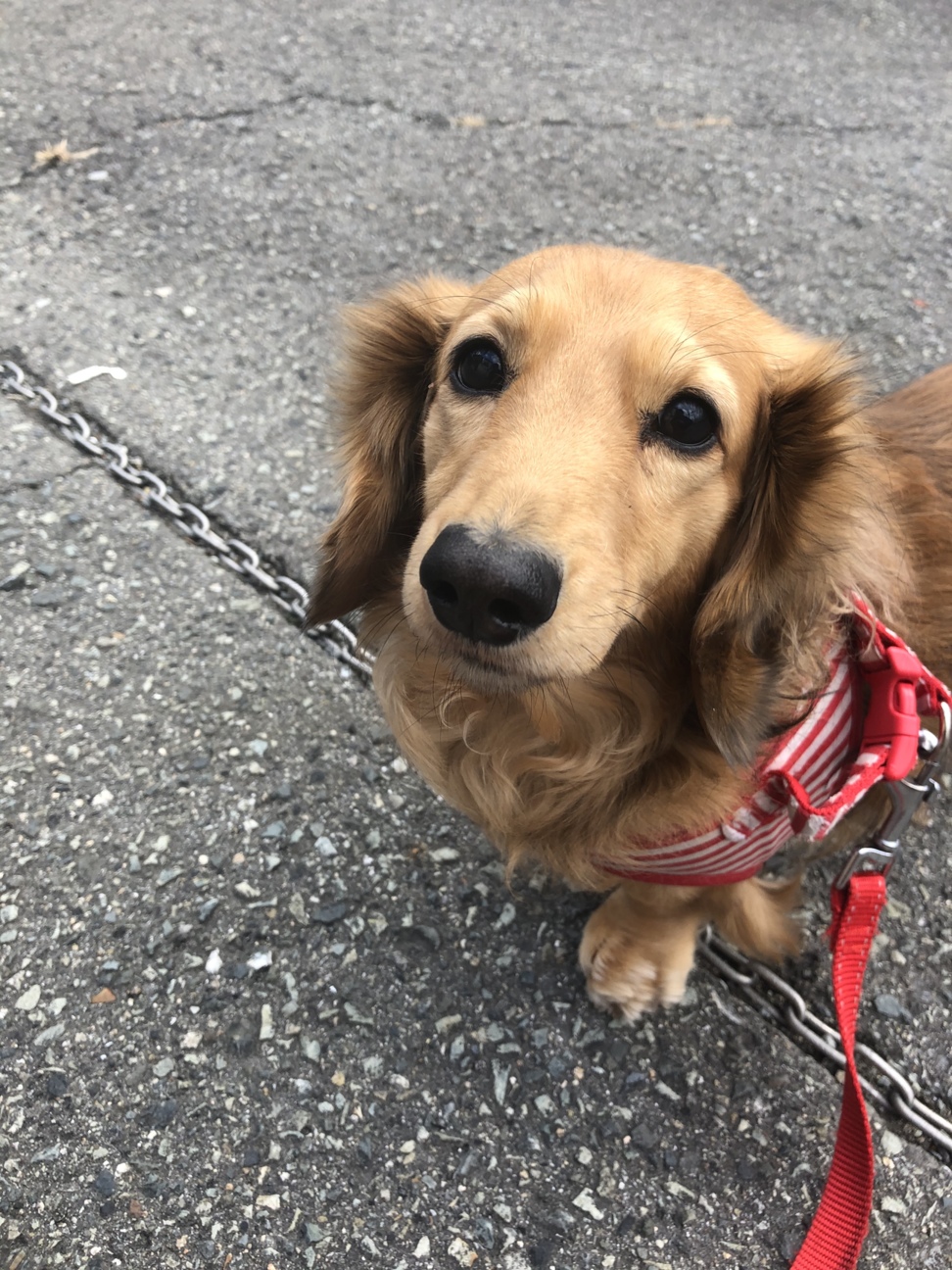 ミニチュアダックスフンド 大阪府 犬の里親募集 2902 ペットのおうち 月間利用者150万人
