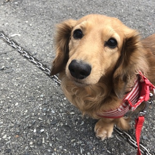 ミニチュアダックスフンドの里親募集中です。