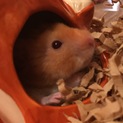 動きが可愛いゴールデンハムスター