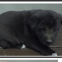 里親様に迎えられました。子犬♂319