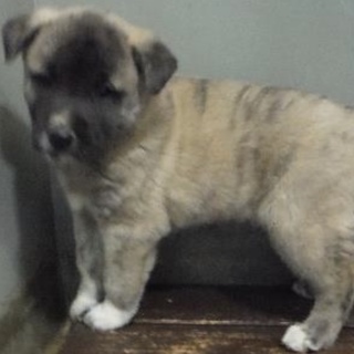 里親様に迎えられました。子犬♂320