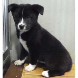 里親様に迎えられました。子犬♀321