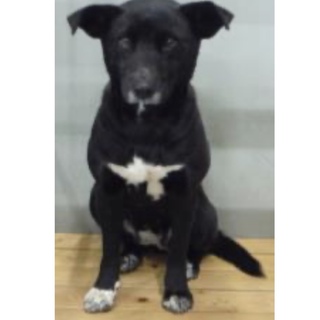 団体様より引き出し。成犬♀322
