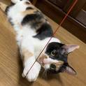 ツンデレ好きのあなたへ★遊び好き