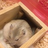 ジャンガリアン ハムスター 黄×茶の子供 サムネイル5