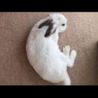 人なつこいかわいい白うさぎです サムネイル1