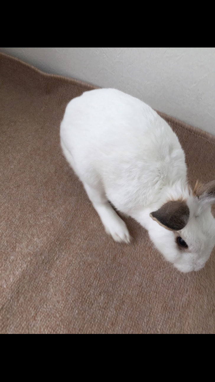 人なつこいかわいい白うさぎです サムネイル2