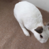 人なつこいかわいい白うさぎです サムネイル2