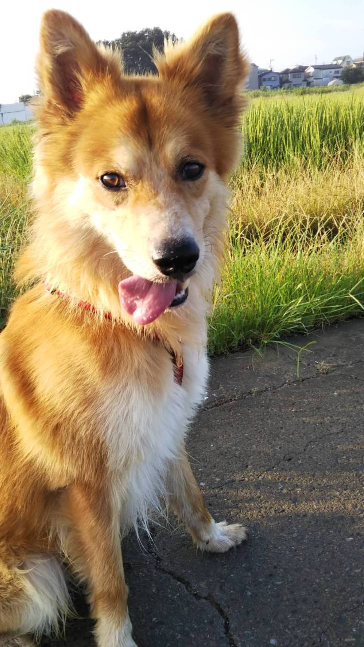 かまってほしくて甘えん坊 東京都 犬の里親募集 ペットのおうち 月間利用者150万人