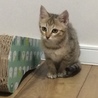 トライアル中です。人懐こいキジさび子猫 サムネイル3