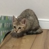 トライアル中です。人懐こいキジさび子猫 サムネイル6