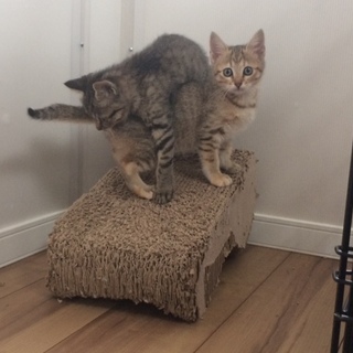 トライアル中です。人懐こいキジさび子猫