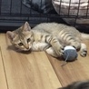トライアル中です。人懐こいキジさび子猫 サムネイル2