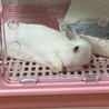 人なつこいかわいい白うさぎです サムネイル5