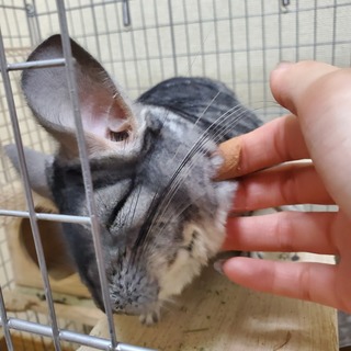 チンチラの里親募集します！