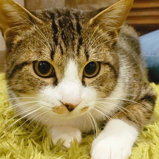 キジ白♂子猫里親募集します！【里親決定】