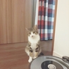 キジ白♂子猫里親募集します！【里親決定】 サムネイル2