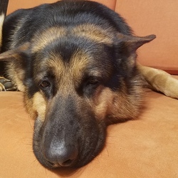 我が家の長男ランボ‼️