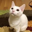 おっとり控えめな白子猫・ひめちゃん＊7ヶ月