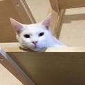 11ヶ月の白子猫＊恥ずかしがり屋のシャーちゃん