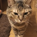 穏やか癒し系のたぬき女子♡麦柄ワカちゃん