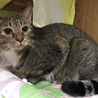 ★シェルター猫の里親募集