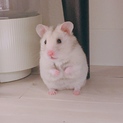 ゴールデンハムスター♂