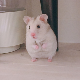 ゴールデンハムスター♂