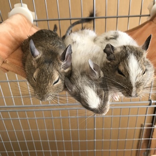 デグーのパイドの里親さん募集。ノーマルデグー