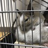 デグーのパイドの里親さん募集。ノーマルデグー サムネイル2