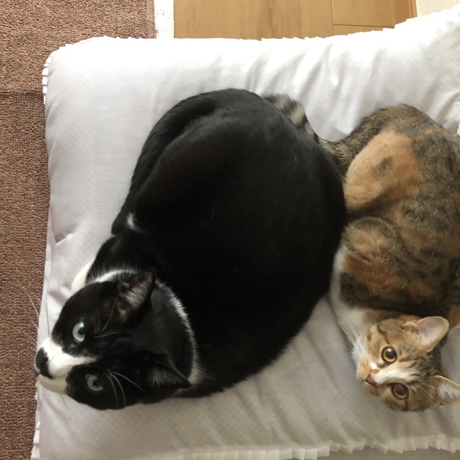 虎太郎といずみのカバー写真