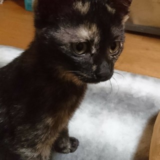 （里親さん決定しました）甘えん坊★サビ柄女の子