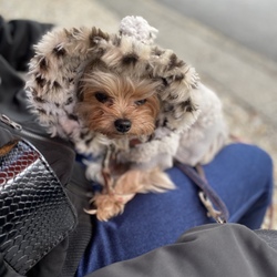 「おにゅーの髪型！！」サムネイル2