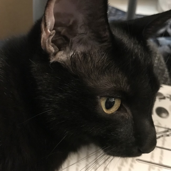 つきつきつっきーのカバー写真