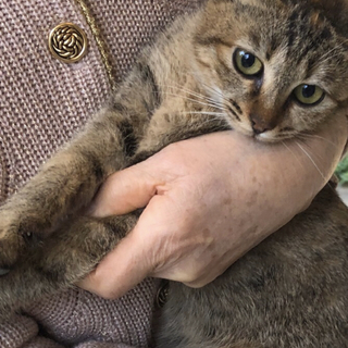 久留米市/サビ♀4か月