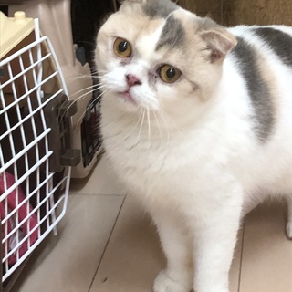 ずっとのお家を募集中