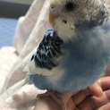 ブルーセキセイインコ(6ヶ月)
