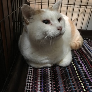 でぶ専の方に♡抱っこして～のおっとり君